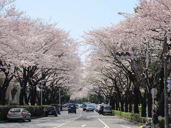 光が丘公園の桜 ナナログ